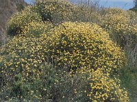 Genista umbellata 9, Saxifraga-Piet Zomerdijk