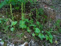 Gennaria diphylla 13, Saxifraga-Ed Stikvoort