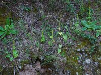 Gennaria diphylla 5, Saxifraga-Ed Stikvoort