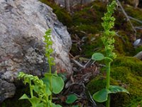 Gennaria diphylla 6, Saxifraga-Ed Stikvoort