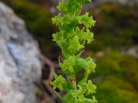 Gennaria diphylla 7, Saxifraga-Ed Stikvoort