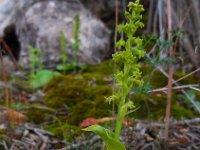 Gennaria diphylla 8, Saxifraga-Ed Stikvoort