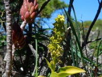 Gennaria diphylla 9, Saxifraga-Ed Stikvoort