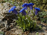 Gentiana acaulis 10, Stengelloze gentiaan, Saxifraga-Willem van Kruijsbergen