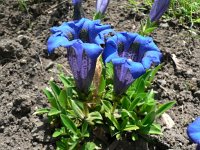 Gentiana acaulis 12, Stengelloze gentiaan, Saxifraga-Jan Willem Jongepier