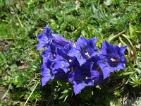 Gentiana acaulis 14, Stengelloze gentiaan, Saxifraga-Jeroen Willemsen