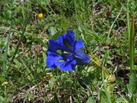 Gentiana acaulis 21, Stengelloze gentiaan, Saxifraga-Jeroen Willemsen