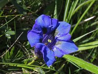 Gentiana acaulis 22, Stengelloze gentiaan, Saxifraga-Jeroen Willemsen