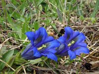 Gentiana acaulis 23, Stengelloze gentiaan, Saxifraga-Jeroen Willemsen