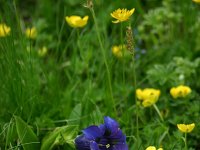 Gentiana acaulis 25, Stengelloze gentiaan, Saxifraga-Dirk Hilbers