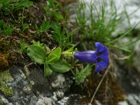 Gentiana acaulis 26, Stengelloze gentiaan, Saxifraga-Dirk Hilbers