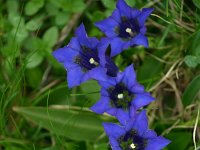 Gentiana acaulis 27, Stengelloze gentiaan, Saxifraga-Dirk Hilbers