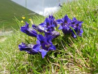 Gentiana acaulis 30, Stengelloze gentiaan, Saxifraga-Rutger Barendse