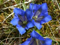 Gentiana acaulis 32, Stengelloze gentiaan, Saxifraga-Rutger Barendse