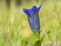 Gentiana acaulis 34, Stengelloze gentiaan, Saxifraga-Luuk Vermeer