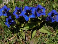 Gentiana acaulis 35, Stengelloze gentiaan, Saxifraga-Harry Jans