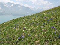 Gentiana acaulis 37, Stengelloze gentiaan, Saxifraga-Harry Jans