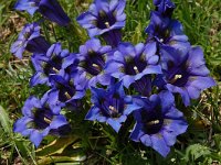 Gentiana acaulis 38, Stengelloze gentiaan, Saxifraga-Harry Jans