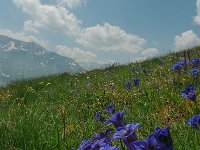 Gentiana acaulis 39, Stengelloze gentiaan, Saxifraga-Harry Jans