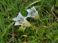 Gentiana acaulis 42, Stengelloze gentiaan, Saxifraga-Harry Jans