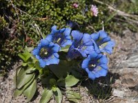 Gentiana acaulis 47, Stengelloze gentiaan, Saxifraga-Luuk Vermeer