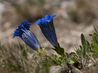 Gentiana acaulis 49, Stengelloze gentiaan, Saxifraga-Luuk Vermeer