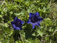 Gentiana acaulis 5, Stengelloze gentiaan, Saxifraga-Willem van Kruijsbergen