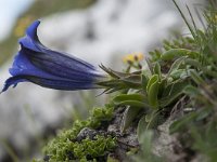 Gentiana acaulis 52, Stengelloze gentiaan, Saxifraga-Luuk Vermeer