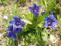 Gentiana acaulis 53, Stengelloze gentiaan, Saxifraga-Luuk Vermeer