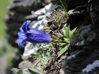 Gentiana acaulis 57, Stengelloze gentiaan, Saxifraga-Luuk Vermeer