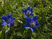 Gentiana acaulis 7, Stengelloze gentiaan, Saxifraga-Willem van Kruijsbergen