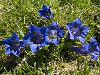 Gentiana acaulis 8, Stengelloze gentiaan, Saxifraga-Willem van Kruijsbergen