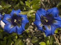 Gentiana angustifolia 10, Saxifraga-Marijke Verhagen