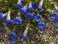 Gentiana angustifolia 13, Saxifraga-Marijke Verhagen