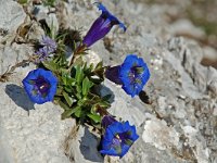 Gentiana angustifolia 15, Saxifraga-Willem van Kruijsbergen