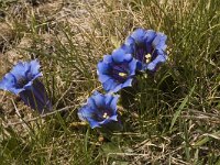 Gentiana angustifolia 18, Saxifraga-Jan van der Straaten