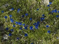 Gentiana angustifolia 2, Saxifraga-Jan van der Straaten