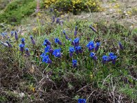 Gentiana angustifolia 21, habitat, Saxifraga-Willem van Kruijsbergen