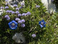 Gentiana angustifolia 25, Saxifraga-Willem van Kruijsbergen