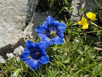 Gentiana angustifolia 27, Saxifraga-Willem van Kruijsbergen