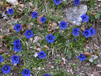 Gentiana angustifolia 30, Saxifraga-Luuk Vermeer