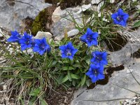 Gentiana angustifolia 32, Saxifraga-Luuk Vermeer