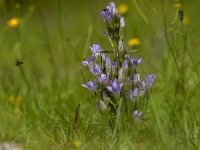 Gentiana anisodonta 4, Saxifraga-Luuk Vermeer