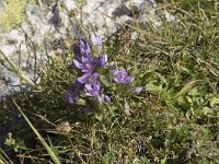 Gentiana anisodonta 5, Saxifraga-Willem van Kruijsbergen