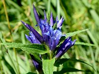 Gentiana asclepiadea 15, Saxifraga-Sonja Bouwman  Zijdeplantgentiaan - Gentiana asclepiadea - Gentianaceae familie