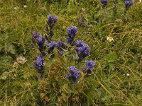 Gentiana asclepiadea 2, Saxifraga-Jan van der Straaten