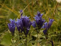 Gentiana asclepiadea 3, Saxifraga-Jan van der Straaten