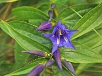 Gentiana asclepiadea 5, Saxifraga-Jeroen Willemsen