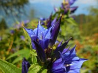 Gentiana asclepiadea 6, Saxifraga-Ed Stikvoort