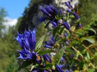 Gentiana asclepiadea 9, Saxifraga-Ed Stikvoort